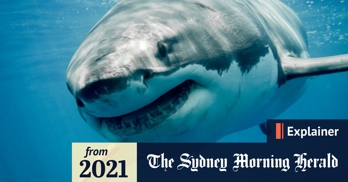 Why do shark attacks happen and how can we live with them?